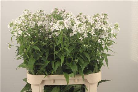 <h4>Hesperis Blue</h4>