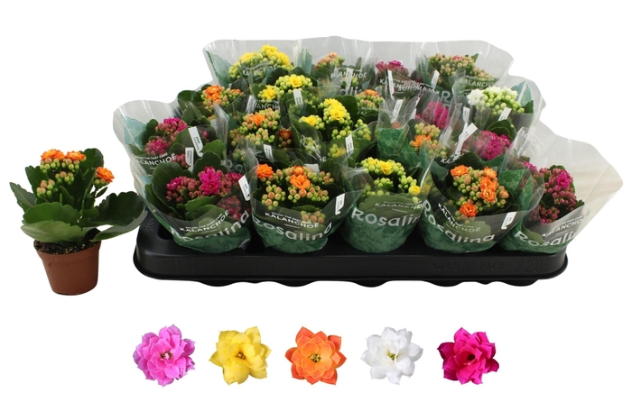 <h4>KAL GE RO GEM 5 KL</h4>