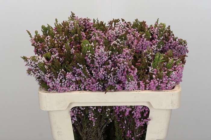 <h4>Kaaps Groen Erica Ovina</h4>