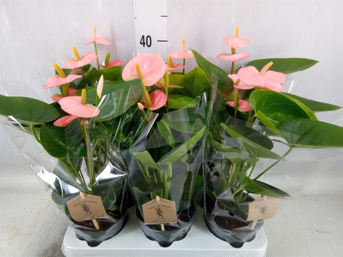 <h4>Anthurium andr. 'Spirit'</h4>