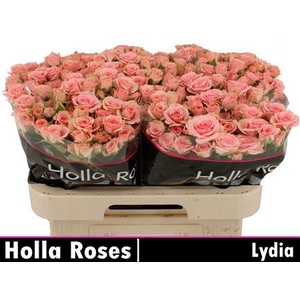 R Tr Lydia