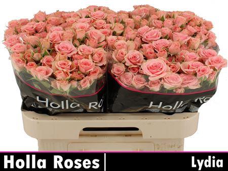<h4>R Tr Lydia</h4>