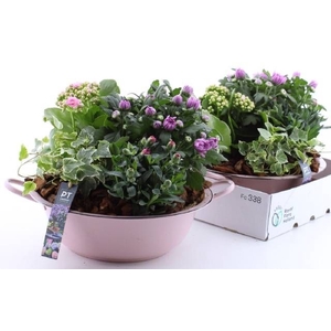 ARR TUINPLANTEN