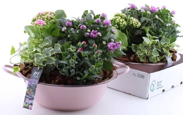 <h4>ARR TUINPLANTEN</h4>