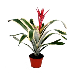 Aechmea Felice