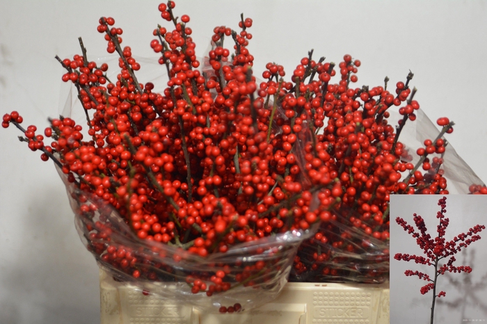 <h4>ILEX VE RODE BES</h4>