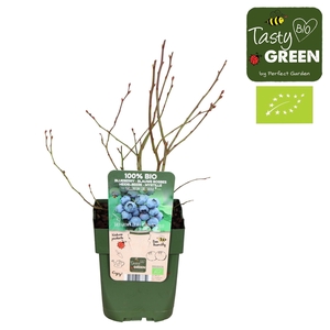 Vaccinium corymbosum