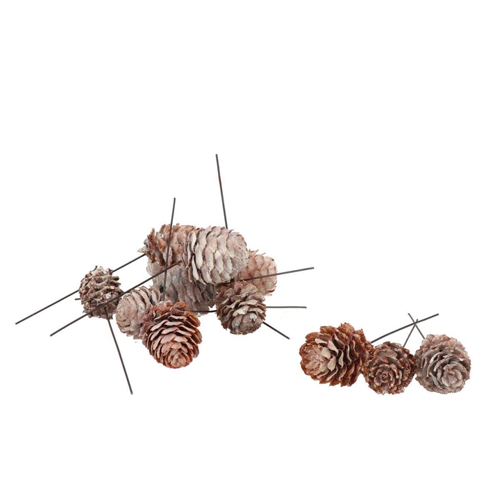 <h4>Pick Leuc Decorum O/dr Stonewash P/45 2022</h4>
