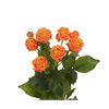 ROSA SPRAY CORAL BUBBLES 040 CM