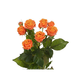 ROSA SPRAY CORAL BUBBLES 050 CM