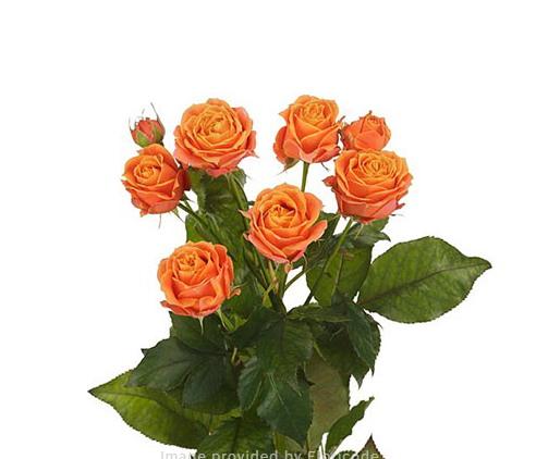 ROSA SPRAY CORAL BUBBLES 050 CM