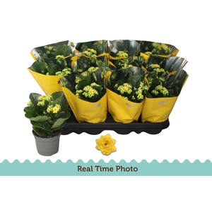 KAL GE AMARILLO YELL