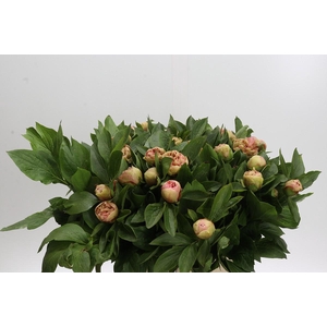 Paeonia Lois Choice
