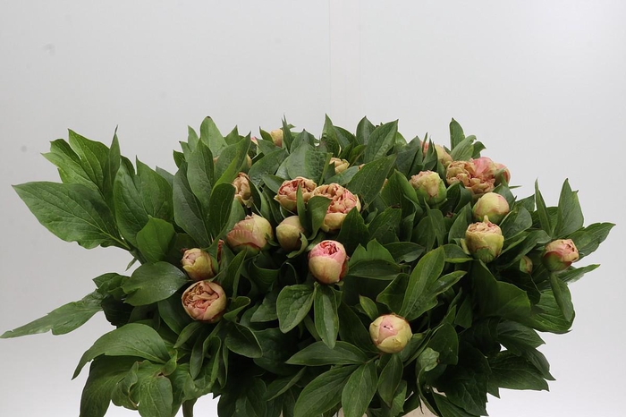 <h4>Paeonia Lois Choice</h4>