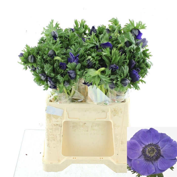 <h4>ANEM CO MIS + D BLUE</h4>