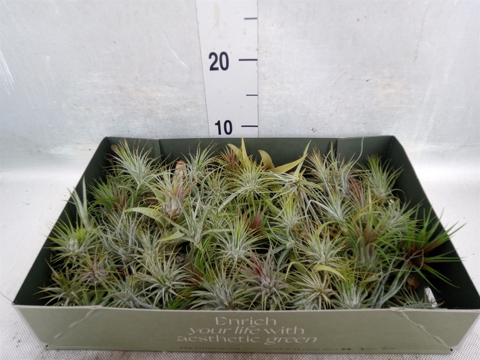 <h4>Tillandsia</h4>