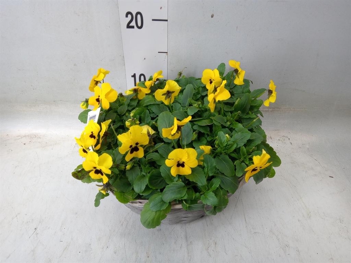 <h4>Viola corn.   ...</h4>