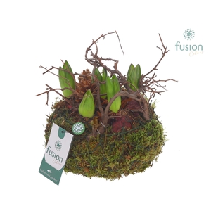 Mosbollen met Hyacinten