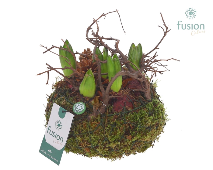 <h4>Mosbollen met Hyacinten</h4>