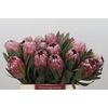 Protea Pink Ice