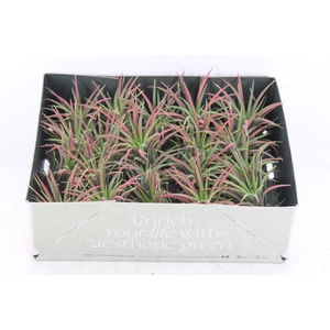 arr3 CP - Till. Ionantha rood x20