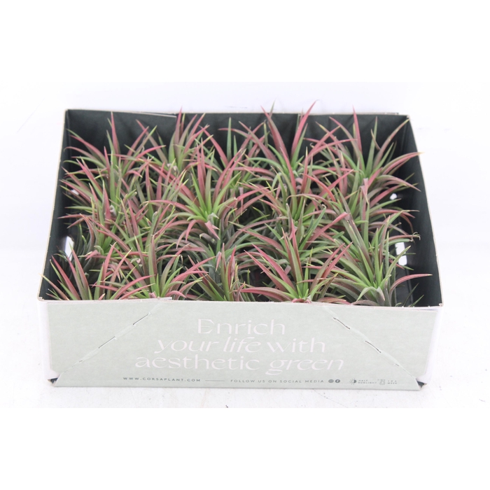 <h4>Arr3 Cp - Till. Ionantha Rood X20</h4>