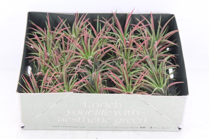 <h4>arr3 CP - Till. Ionantha rood x20</h4>