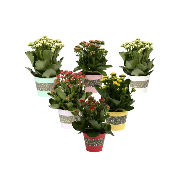 <h4>KP-781.1 -Kalanchoe Rosalina 12cm in bloemzink</h4>