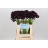 Allium Atropurpureum