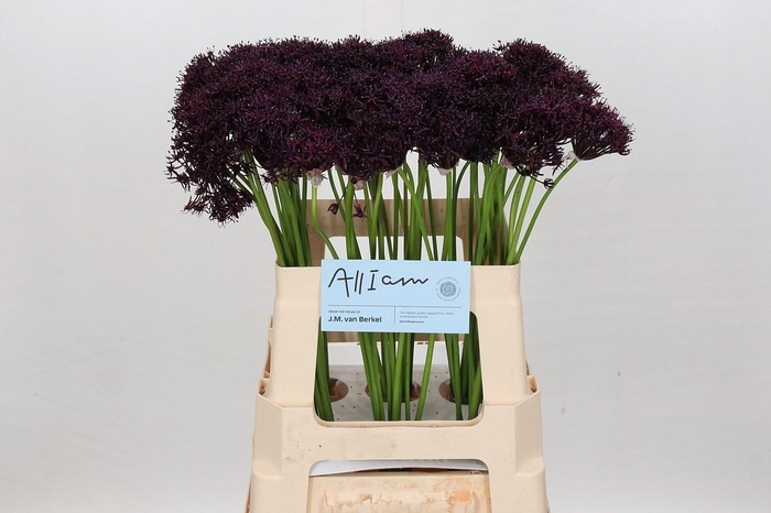 <h4>Allium Atropurpureum</h4>