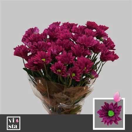 <h4>Chr T Purple Star</h4>