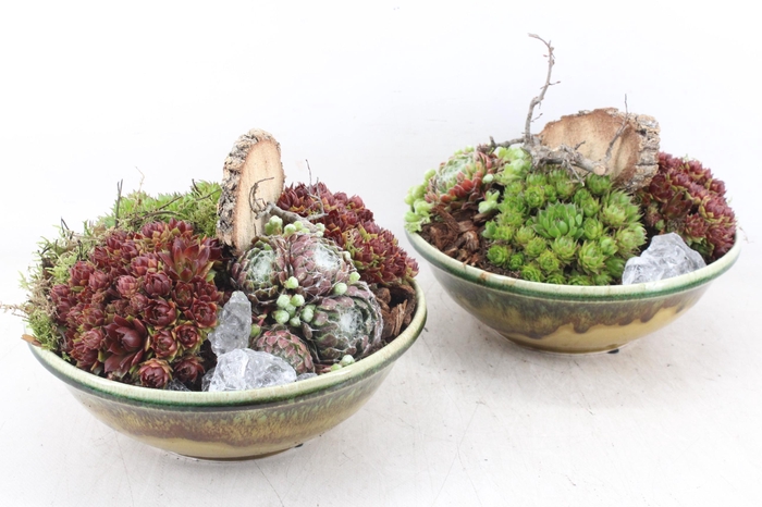 <h4>arr4 Semp PL - Ker. luxe groen schaal 402/2</h4>