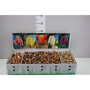 Bloembol Tulipa Gemengd