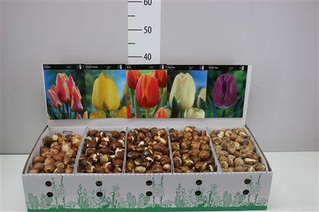 <h4>Bloembol Tulipa Gemengd</h4>