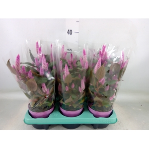 Celosia spic. 'Merida Pink'