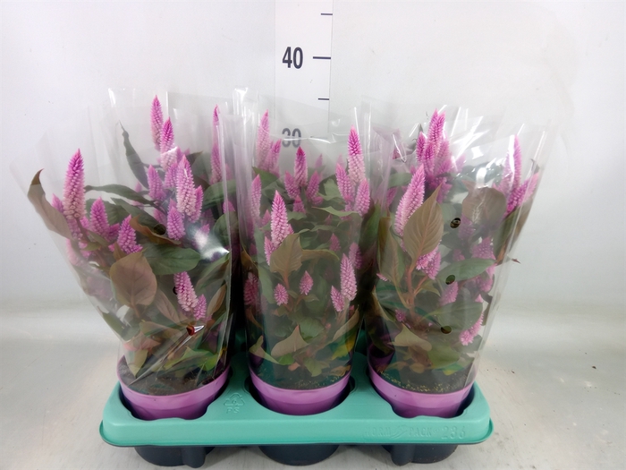 <h4>Celosia spic. 'Merida Pink'</h4>
