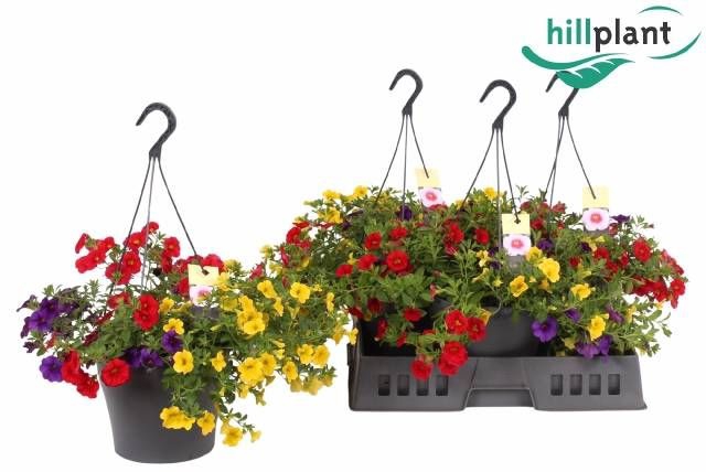 <h4>CALIB TRIXI BOLERO</h4>