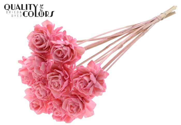 Shola Dahlia 6cm on stem Light Pink