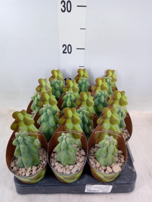 <h4>Cactus   ...</h4>