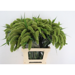 SETARIA ITALICA