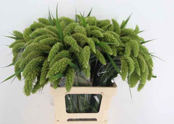 <h4>SETARIA ITALICA</h4>