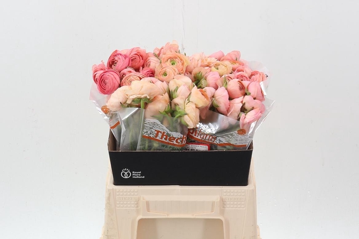<h4>Ran El Peach 40cm</h4>