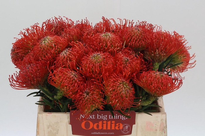 <h4>Nutans Succession</h4>