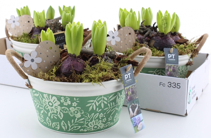 <h4>ARR HYACINTH</h4>