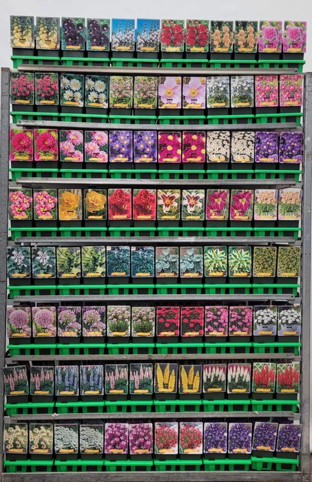 Vaste planten mixkar