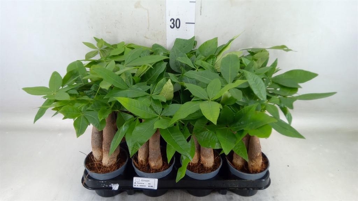 <h4>Pachira aquatica</h4>