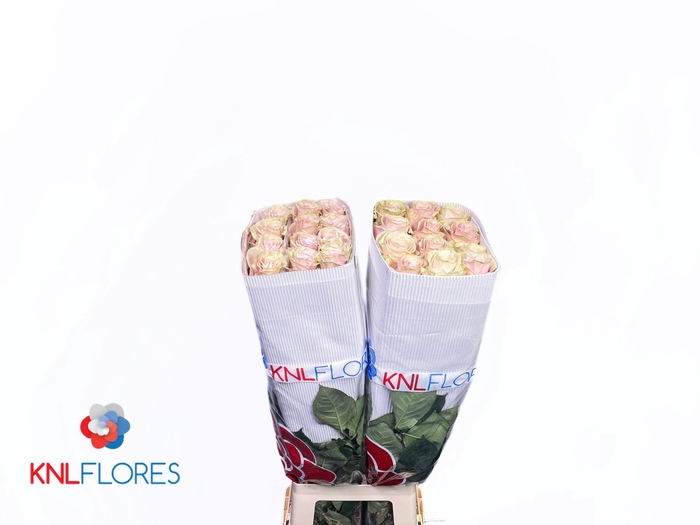 <h4>R GR PINK MONDIAL</h4>