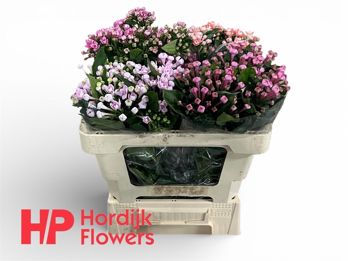 <h4>BOU DU GEM IN FUST</h4>