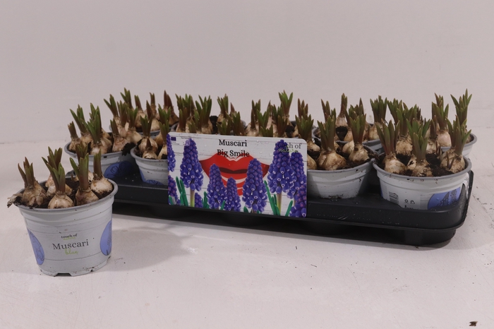 <h4>MUSCAR BIG SMILE</h4>