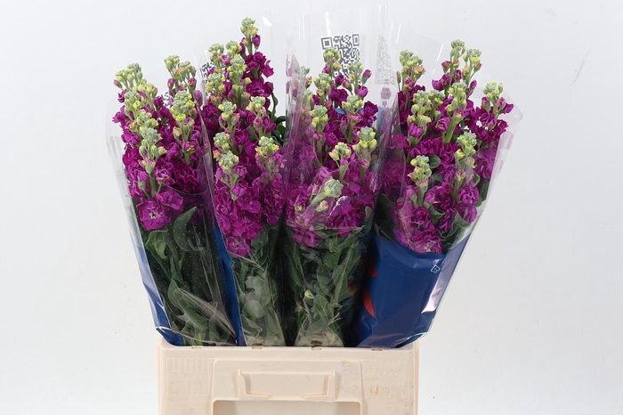 <h4>Matth Iron Rose</h4>